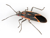 Boxelder Bug